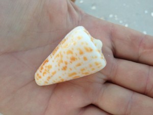 alphabet seashell spots alphabet seashell spots