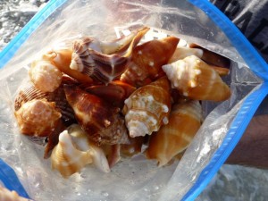 bag of seashells bag of seashells