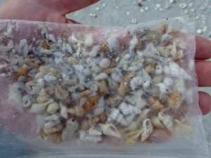 baggy of seashells baggy of seashells