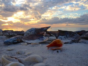 bonita springs sunset conch shell bonita springs sunset conch shell