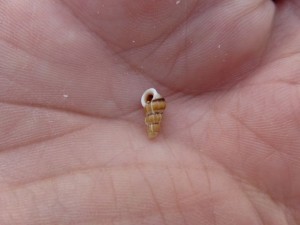 brown band wentletrap brown band wentletrap