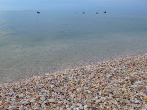 calm water seashells pelicans florida calm water seashells pelicans florida