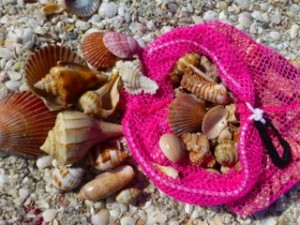 collection of sanibel seashells