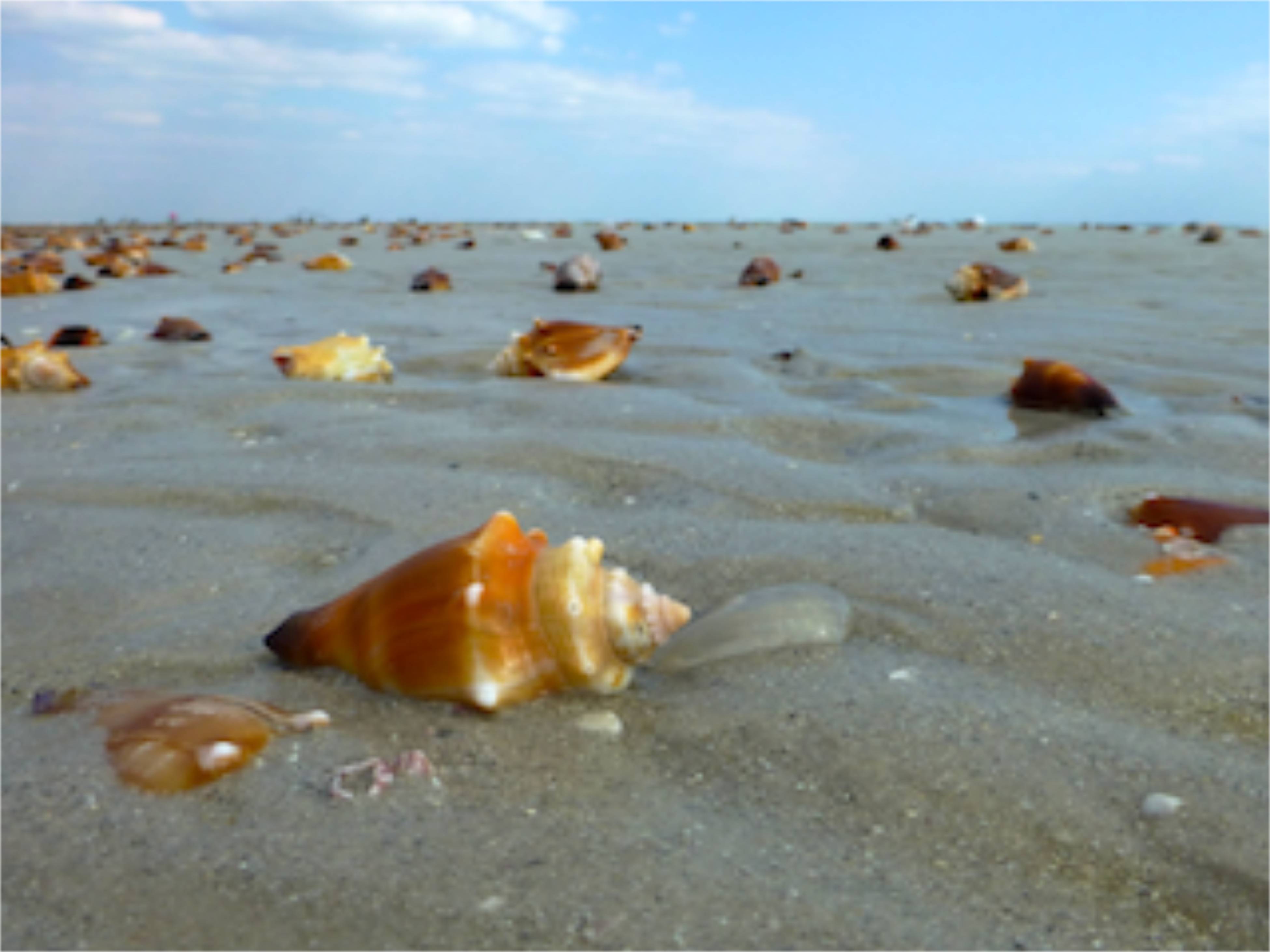 conch shells sanibel beach