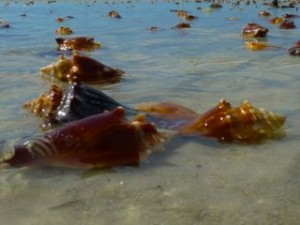 conch shells sanibel florida tide conch shells sanibel florida tide