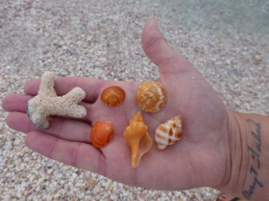coral bittersweet candy seashells coral bittersweet candy seashells