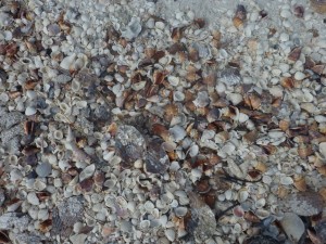 cyber shelling little hickory conchs cyber shelling little hickory conchs