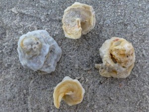 dena carrier shells sand dena carrier shells sand