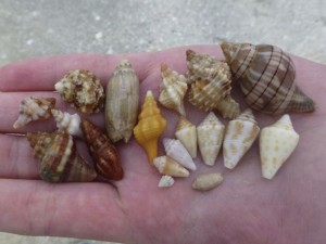 deseray seashells sanibel deseray seashells sanibel