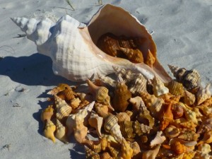 harvest of sanibel seashells harvest of sanibel seashells