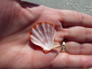 lions paw seashell cshell sanibel lions paw seashell cshell sanibel