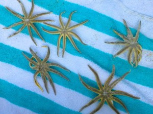 millipede starfish sea stars