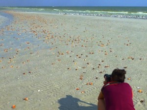 miyuki photos seashells birds sanibel miyuki photos seashells birds sanibel