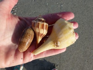 olive lightning whelk shells olive lightning whelk shells