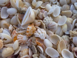 queen helmet sea shell florida queen helmet sea shell florida