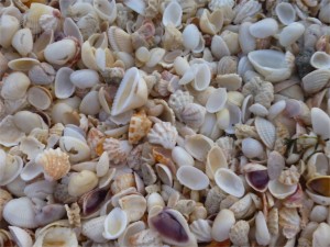 queen helmet shell pile of seashells queen helmet shell pile of seashells