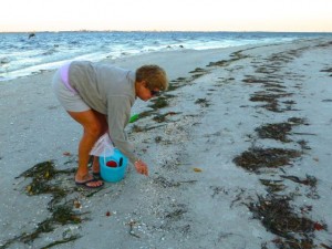searching for wentletrap searching for wentletrap