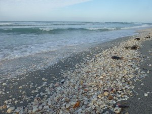 seashell strewn beach seashell strewn beach