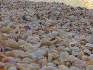 seashells captiva sanibel florida - Version 2 seashells captiva sanibel florida - Version 2