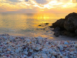 seashells sunset bonita springs seashells sunset bonita springs