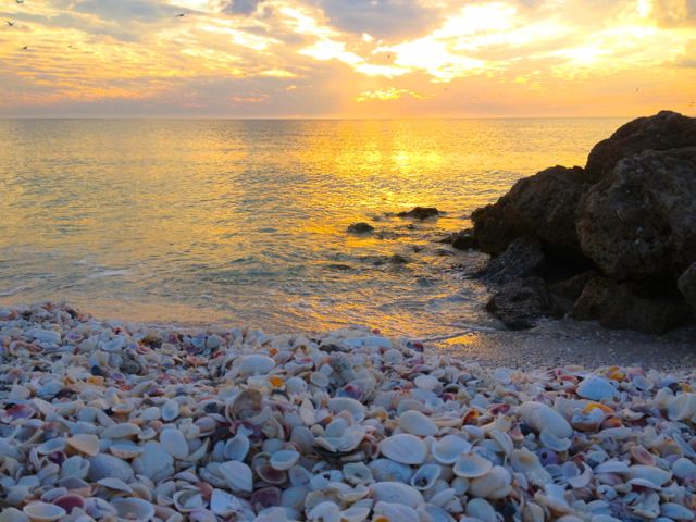 seashells sunset bonita springs