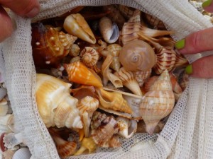 types of seashells sanibel