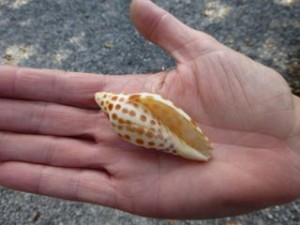 Anne junonia sanibel chamber Anne junonia sanibel chamber