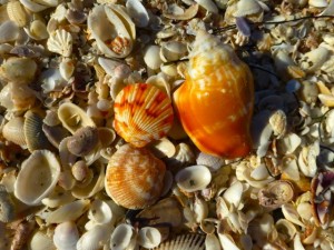 KNOBLESS fighting conch bittersweet