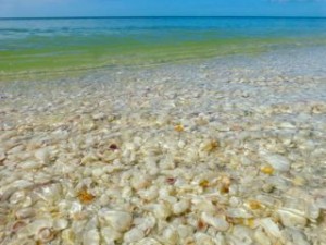 Sanibel shallow water seashells Sanibel shallow water seashells