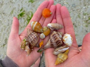 assorted seashells sanibel rachel assorted seashells sanibel rachel
