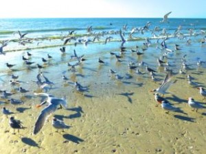 beach birds sanibel beach birds sanibel
