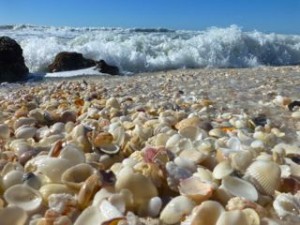 best beach florida seashells
