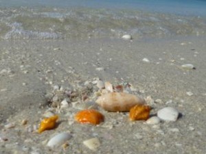 candy scallop cantharus olive candy scallop cantharus olive