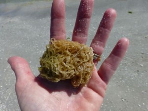 conch egg string case