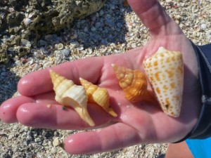 dawn horse conchs abc cone