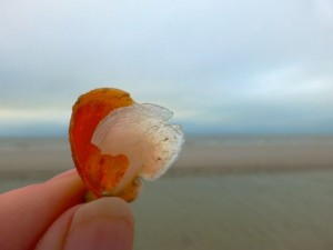 double jingle shell sanibel double jingle shell sanibel