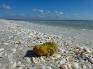 fighting conch egg case