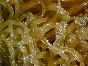 fighting conch egg string close