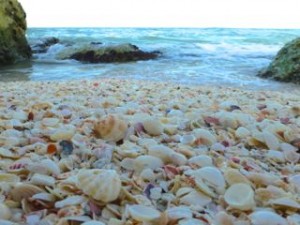 florida seashells sanibel florida seashells sanibel