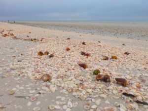 high tide wrack line sanibel high tide wrack line sanibel