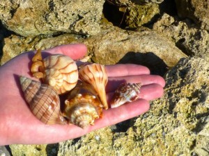 jesse seashells florida jesse seashells florida