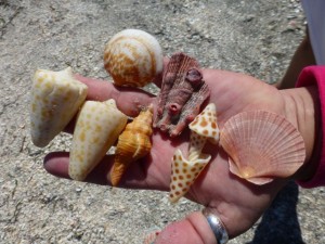 junonia cob cones lions paw flat