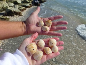 lady in waiting venus seashells lady in waiting venus seashells