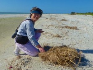 mimi found seahorse in sea grass mimi found seahorse in sea grass