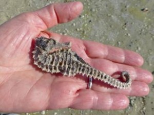 mimi sanibel seahorse mimi sanibel seahorse