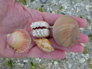 pams favorite seashells of day pams favorite seashells of day