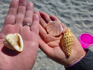 queen helmet zigzag scallop junonia florida