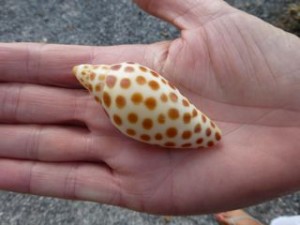 sanibel chamber anne junonia sanibel chamber anne junonia