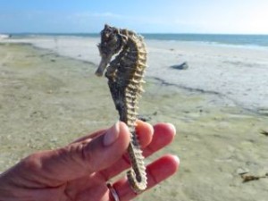 sanibel seahorse beach sanibel seahorse beach