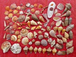 santa seashell collection